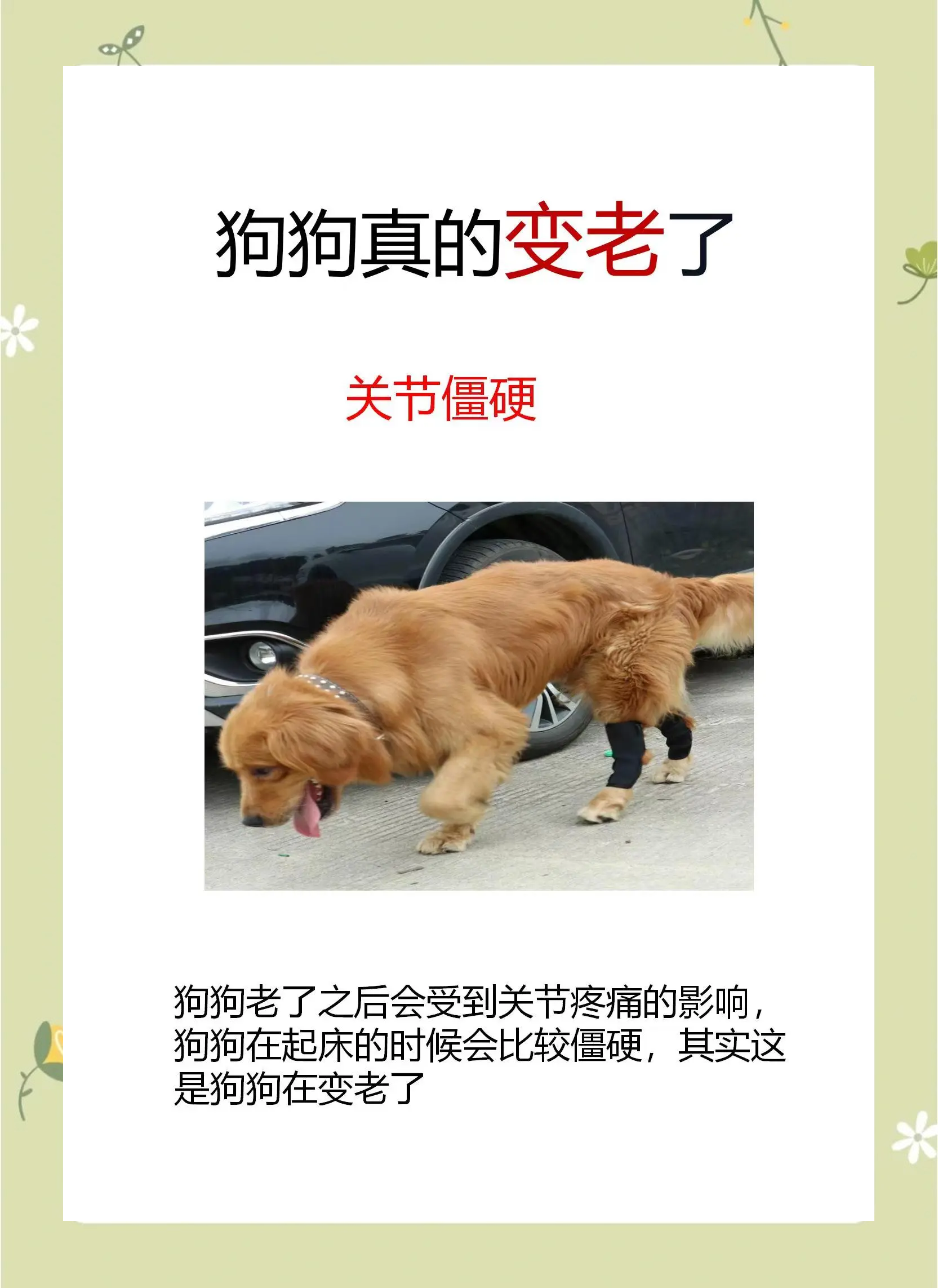 狗狗进到里面变大了站长狗狗进入新环境时的感受与体验-第1张图片