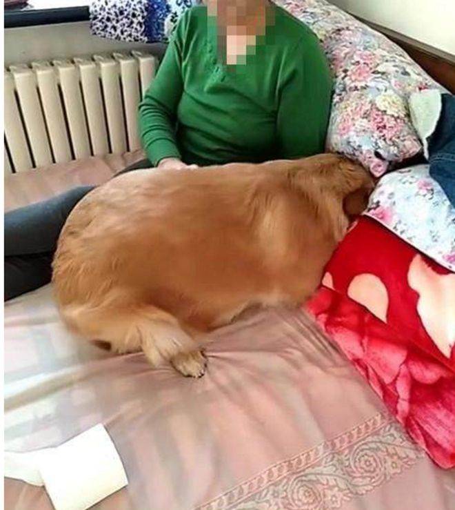 狗狗进到里面变大了站长狗狗进入新环境时的感受与体验-第2张图片
