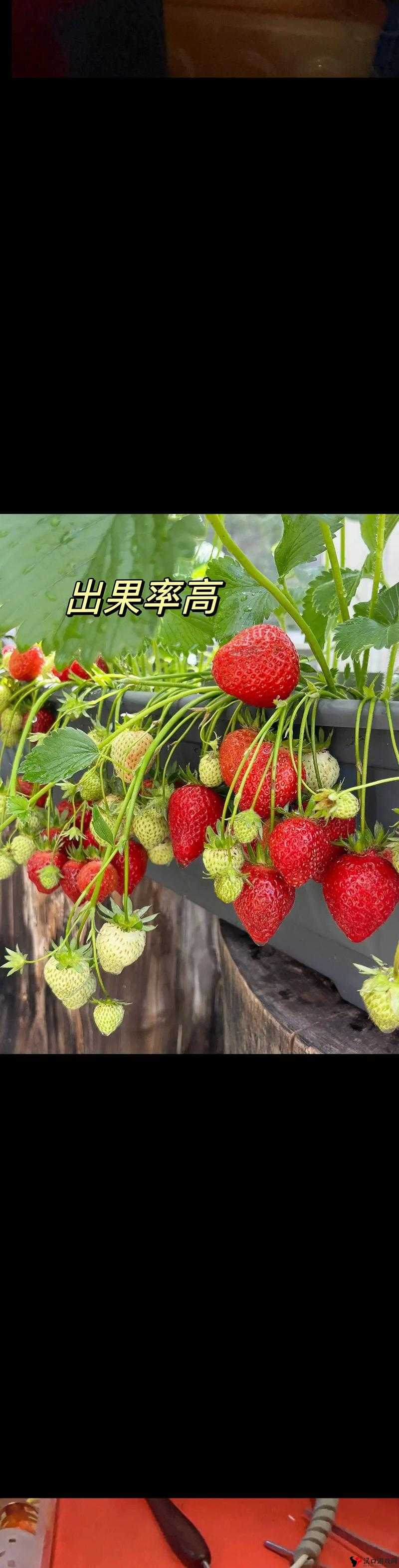 草莓直播免费下载观看视频草莓直播免费下载与观看视频的便捷体验-第1张图片
