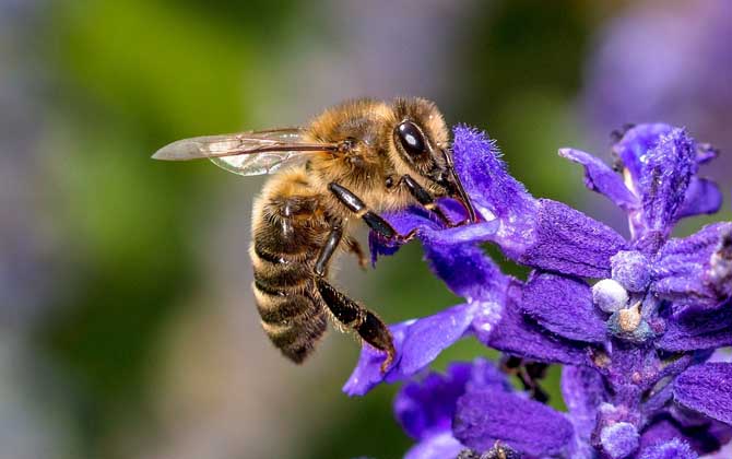 他的舌头探入蜜源毛毛虫说说蜜源毛毛虫与他的探索之旅-第2张图片
