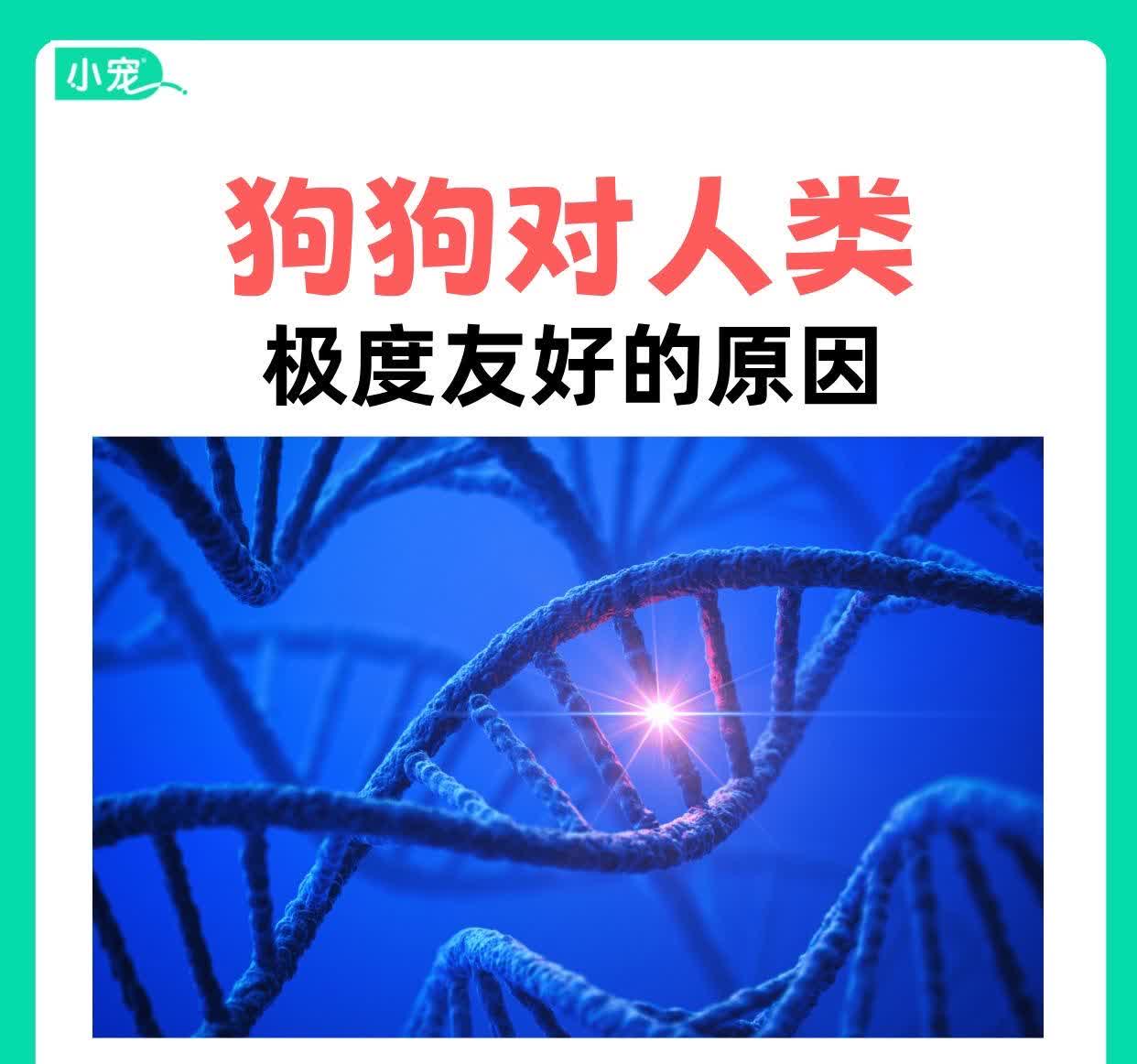 狗是如何与人类建立亲密关系的——狗是怎么上人的-第1张图片