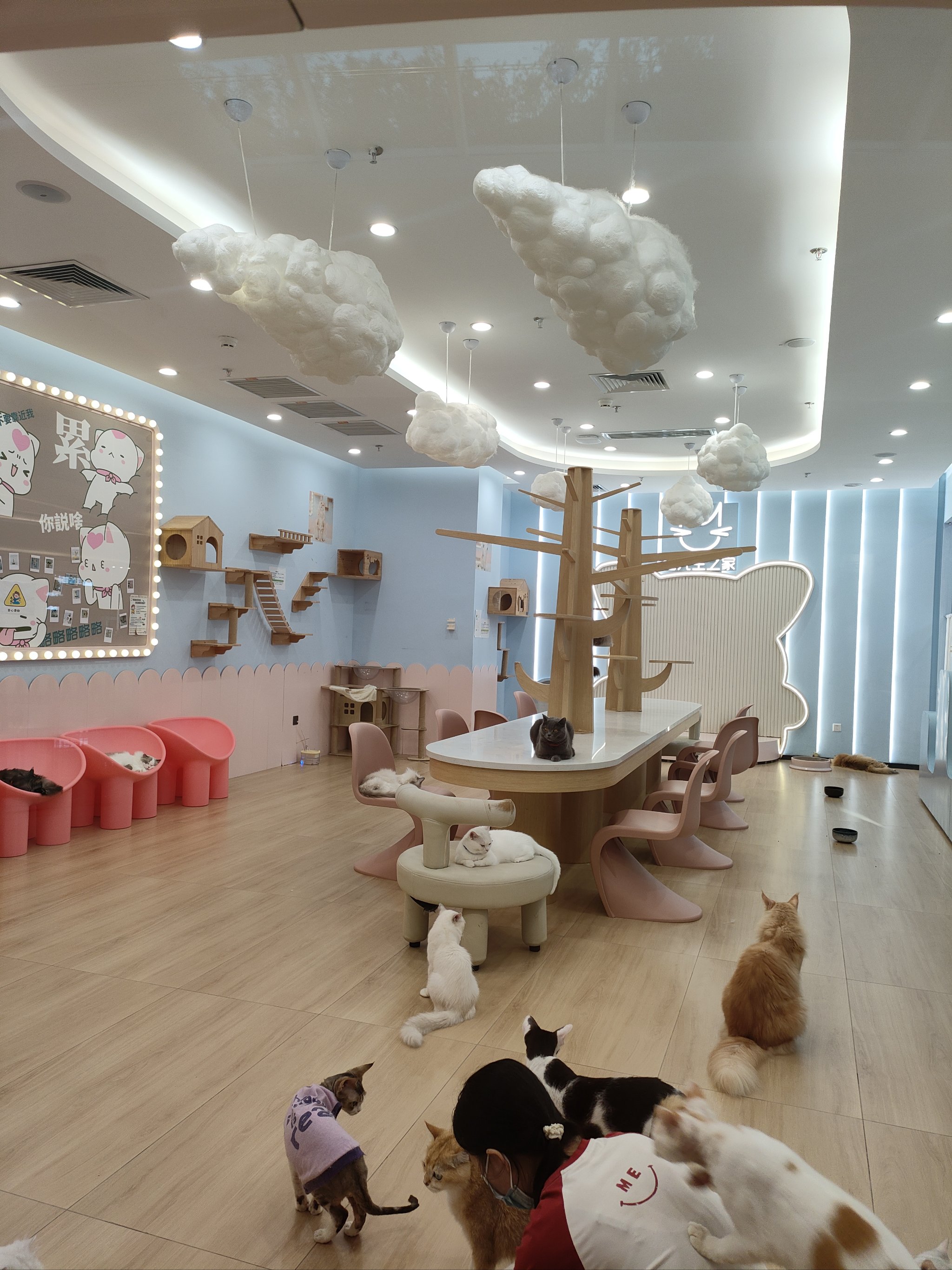 猫咪社区app官方在线网页，探索与互动的乐园-第1张图片