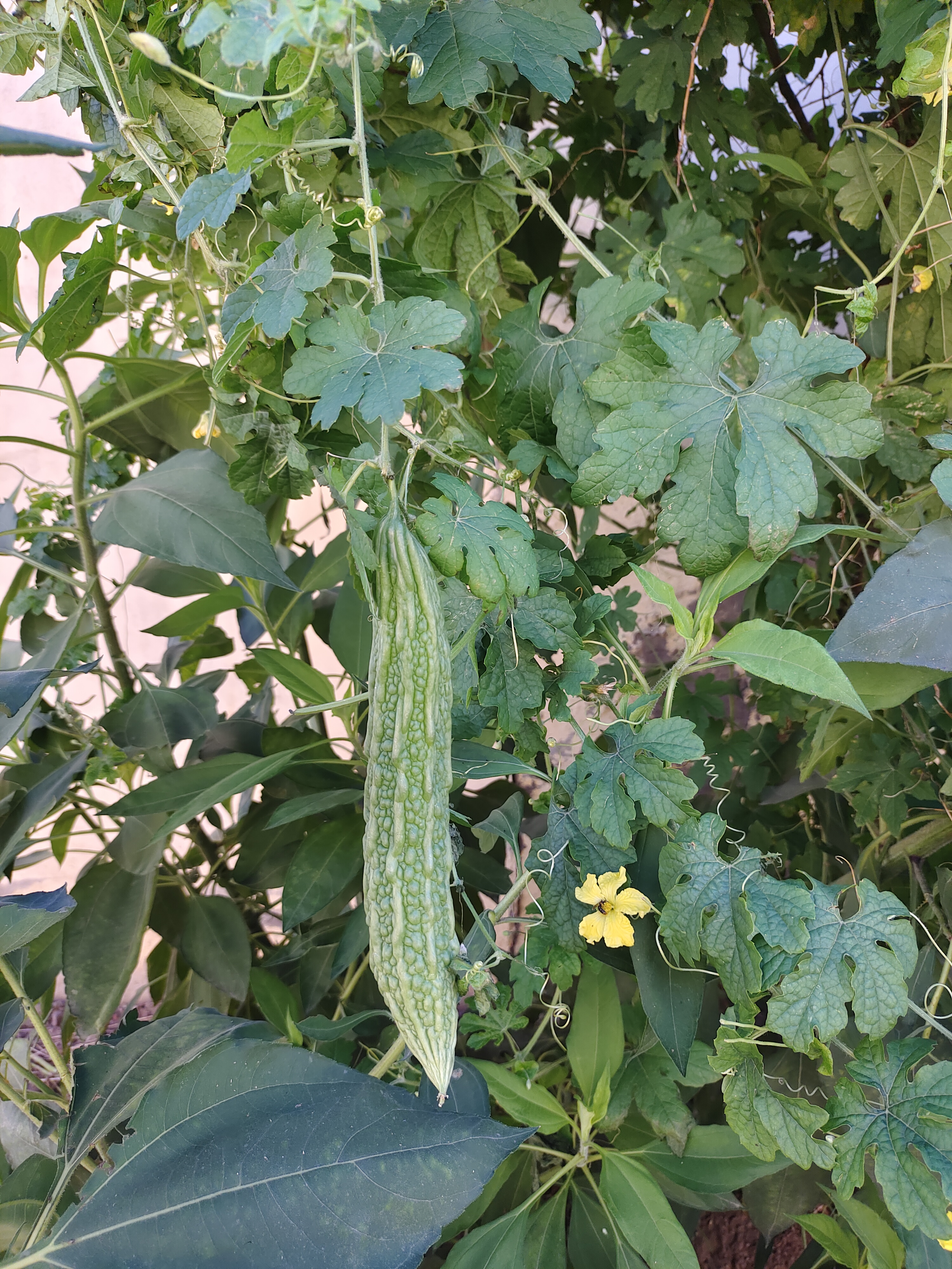 小蝌蚪视频app无限看 - 丝瓜ios视频丝瓜视探索小蝌蚪视频app的无限魅力 - 丝瓜ios视频与丝瓜视的深度解析-第1张图片