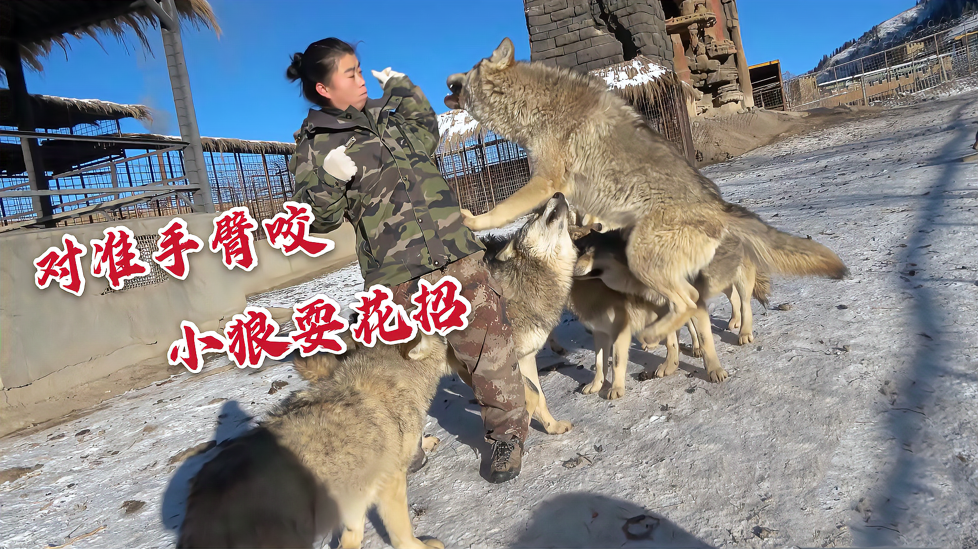 狼群社区视频，探索与观察的奇妙之旅-第3张图片