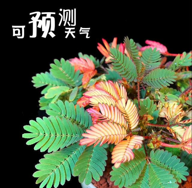 含羞草传媒隐藏入口免下载 综合 笔记 all 视频含羞草传媒隐藏入口，无需下载，轻松体验-第1张图片