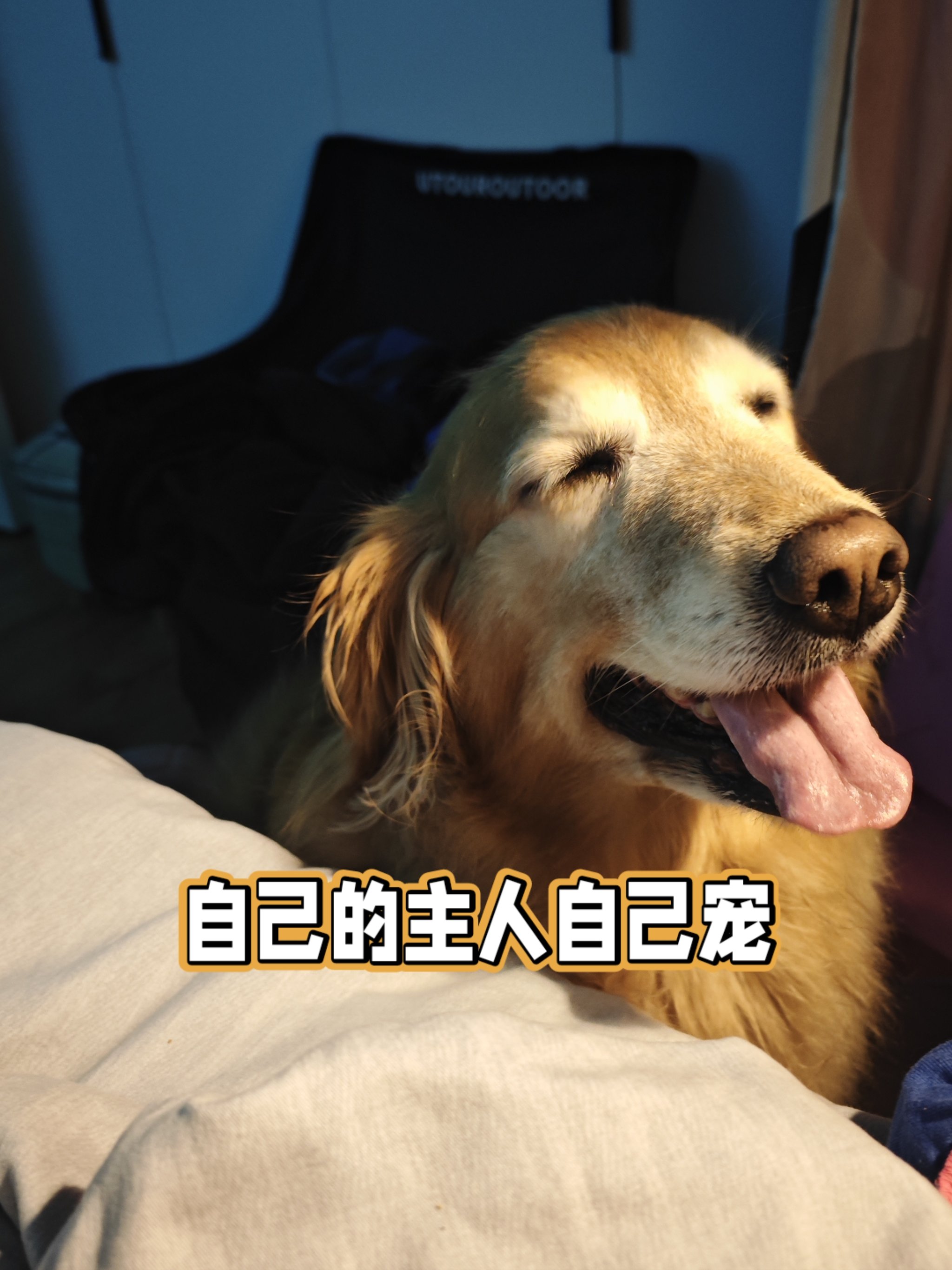 我家的金毛又粗又长我家金毛的大而粗之谜-第2张图片
