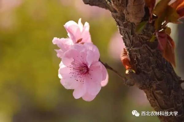 浙江农林大学日记无码浙江农林大学日记的无码生活点滴-第2张图片