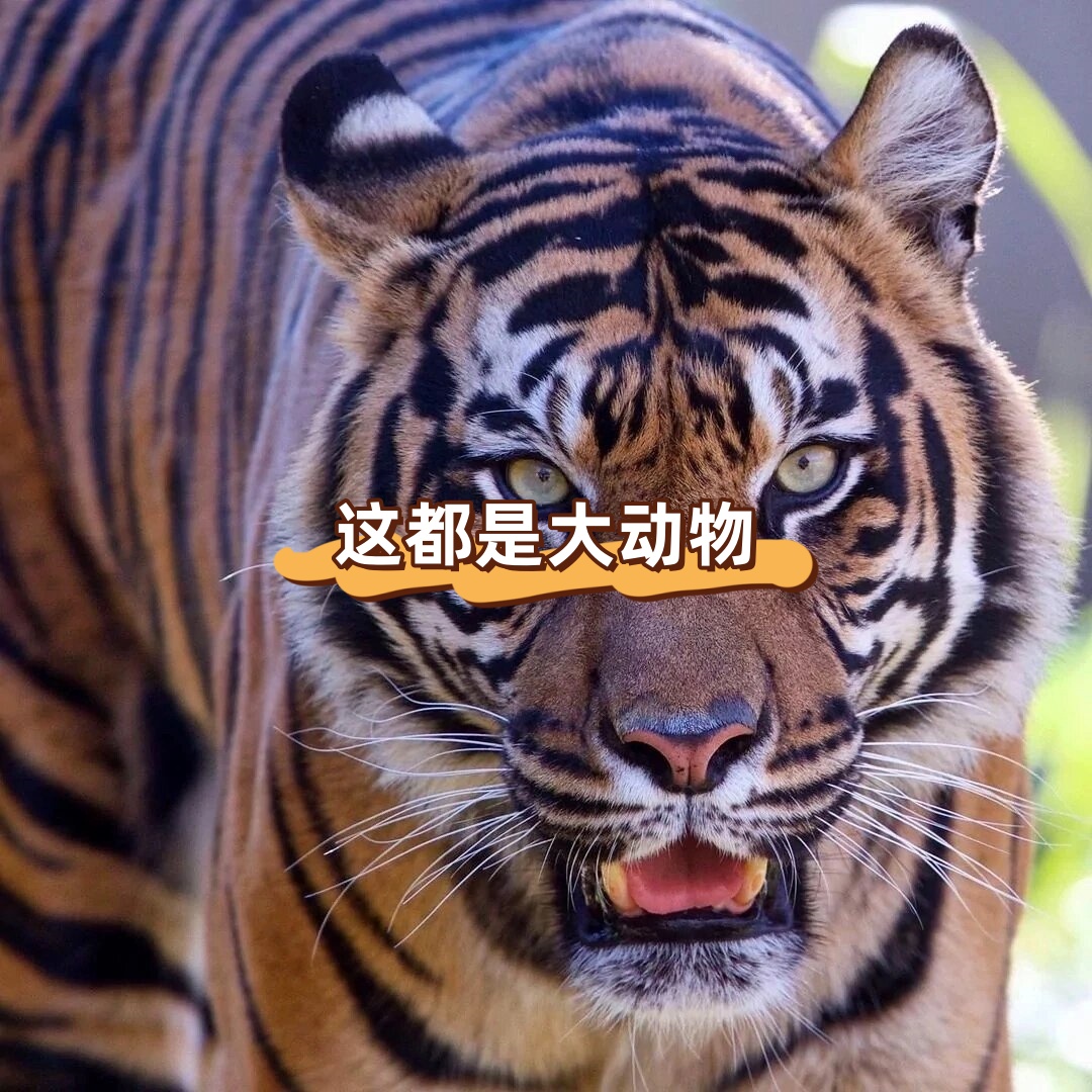 动物界中的哨兵，守护与警觉的天然角色-第2张图片
