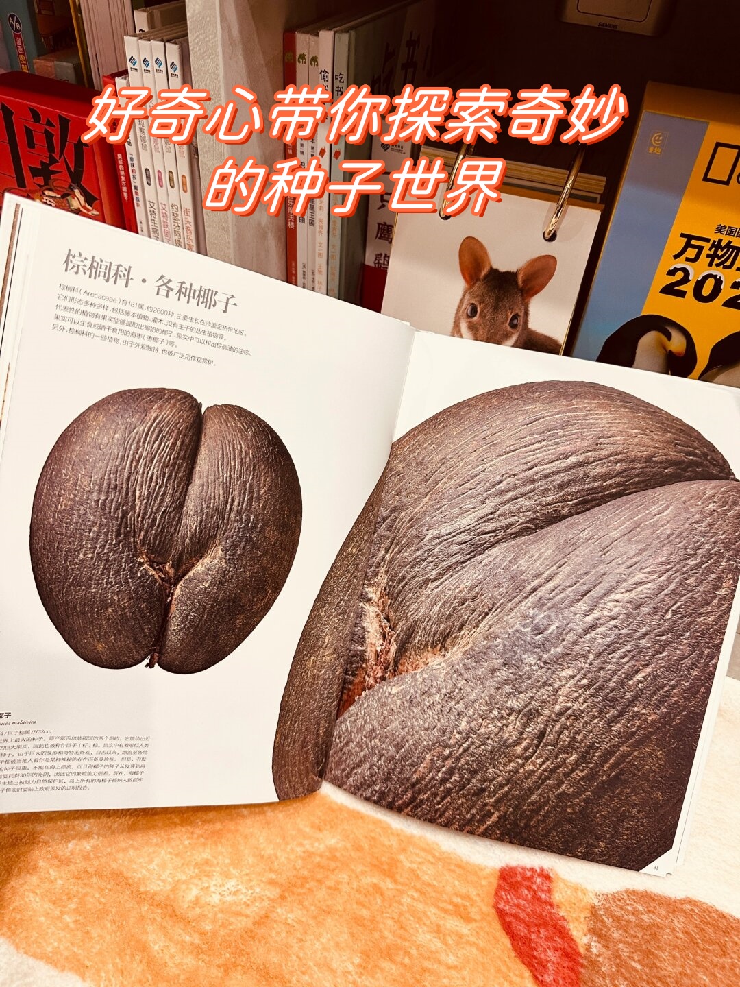 你懂得——种子的奥秘-第1张图片