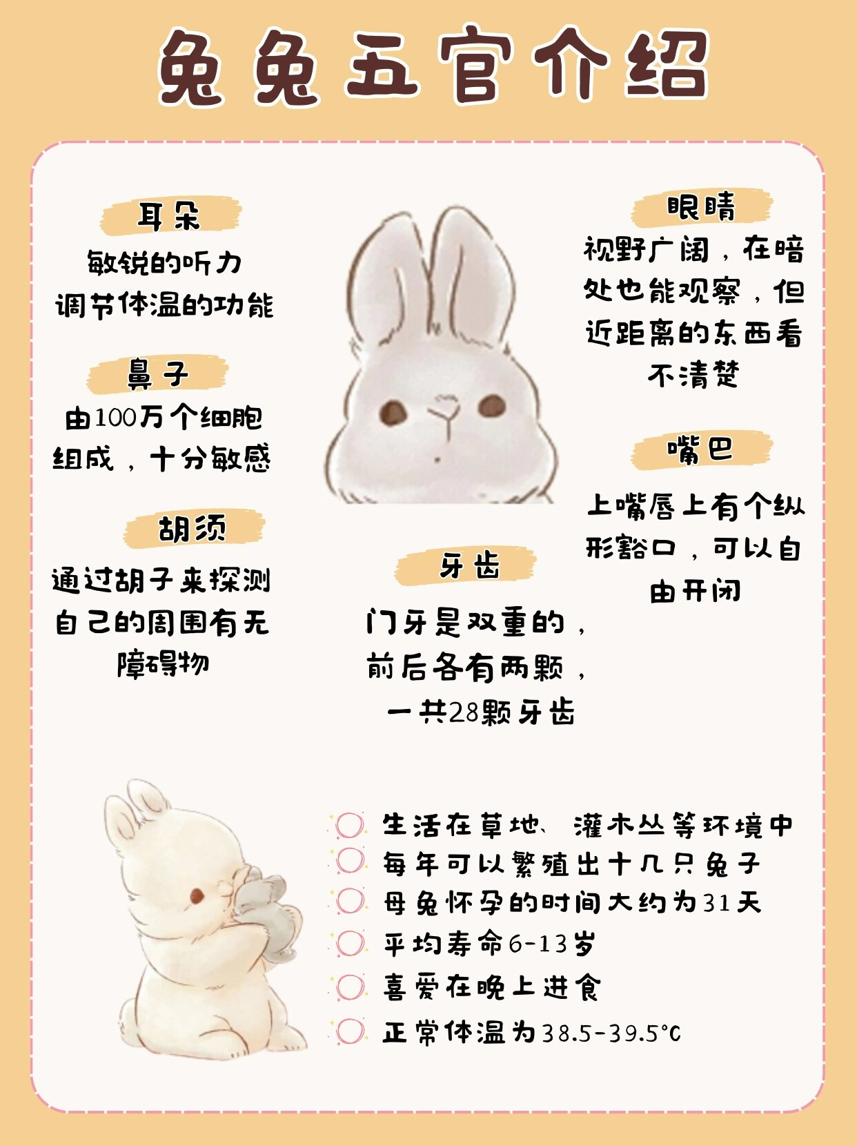 老师你的兔子好软水好多详情介绍赵丽颖老师与她的软毛兔，一段温馨的互动故事-第2张图片
