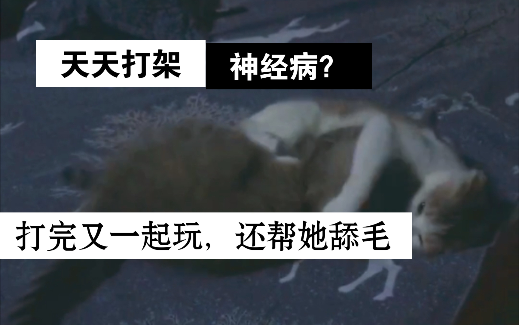 天天插天天舔天天射台湾天天插与舔的微妙关系-第1张图片