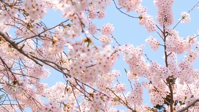 樱花直播2021最新版下载安装樱花直播2021最新版下载，探索全新直播体验-第1张图片
