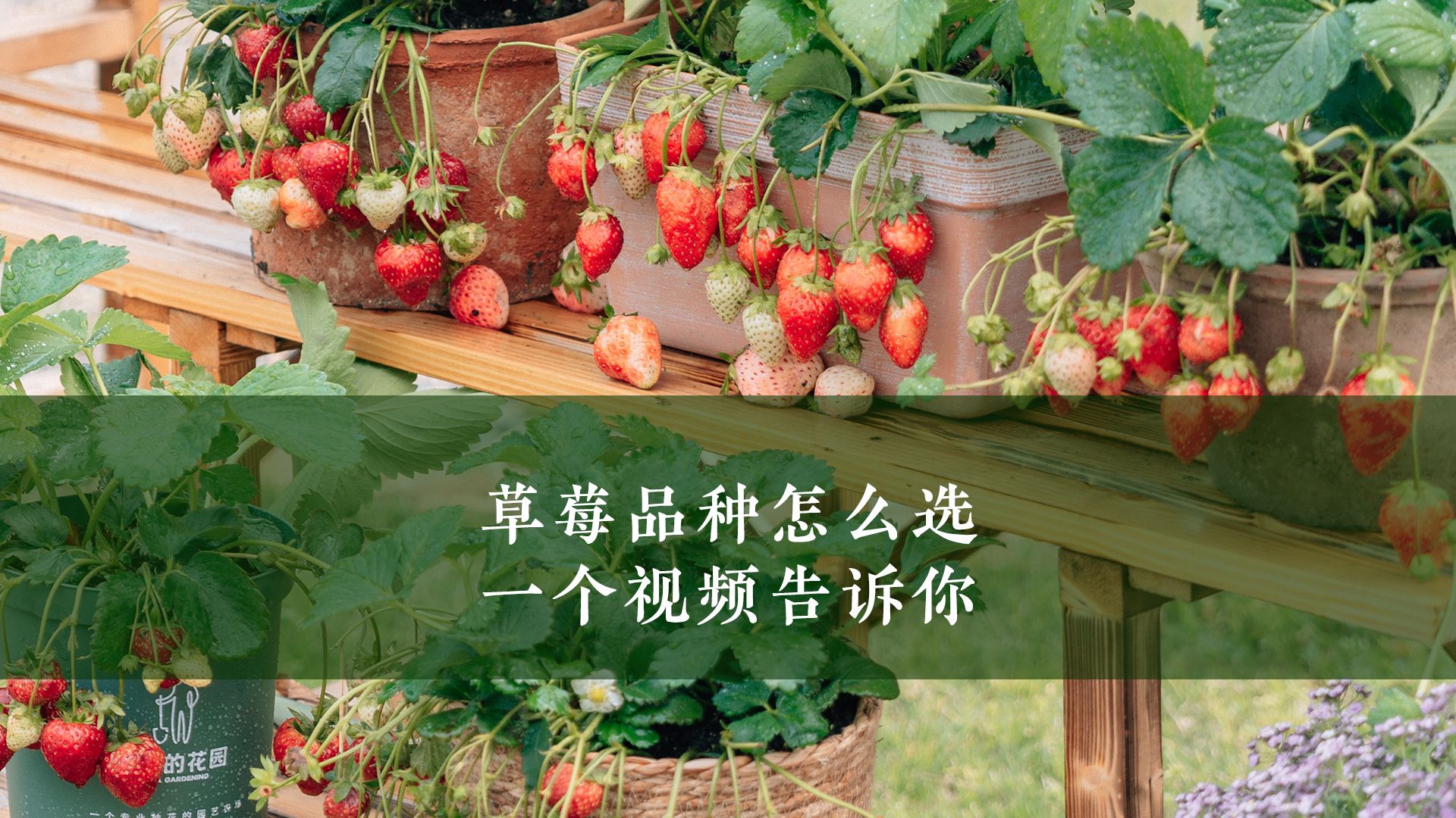 草莓看视频在线观看免费高清视频下载草莓视频，高清免费在线观看体验-第1张图片
