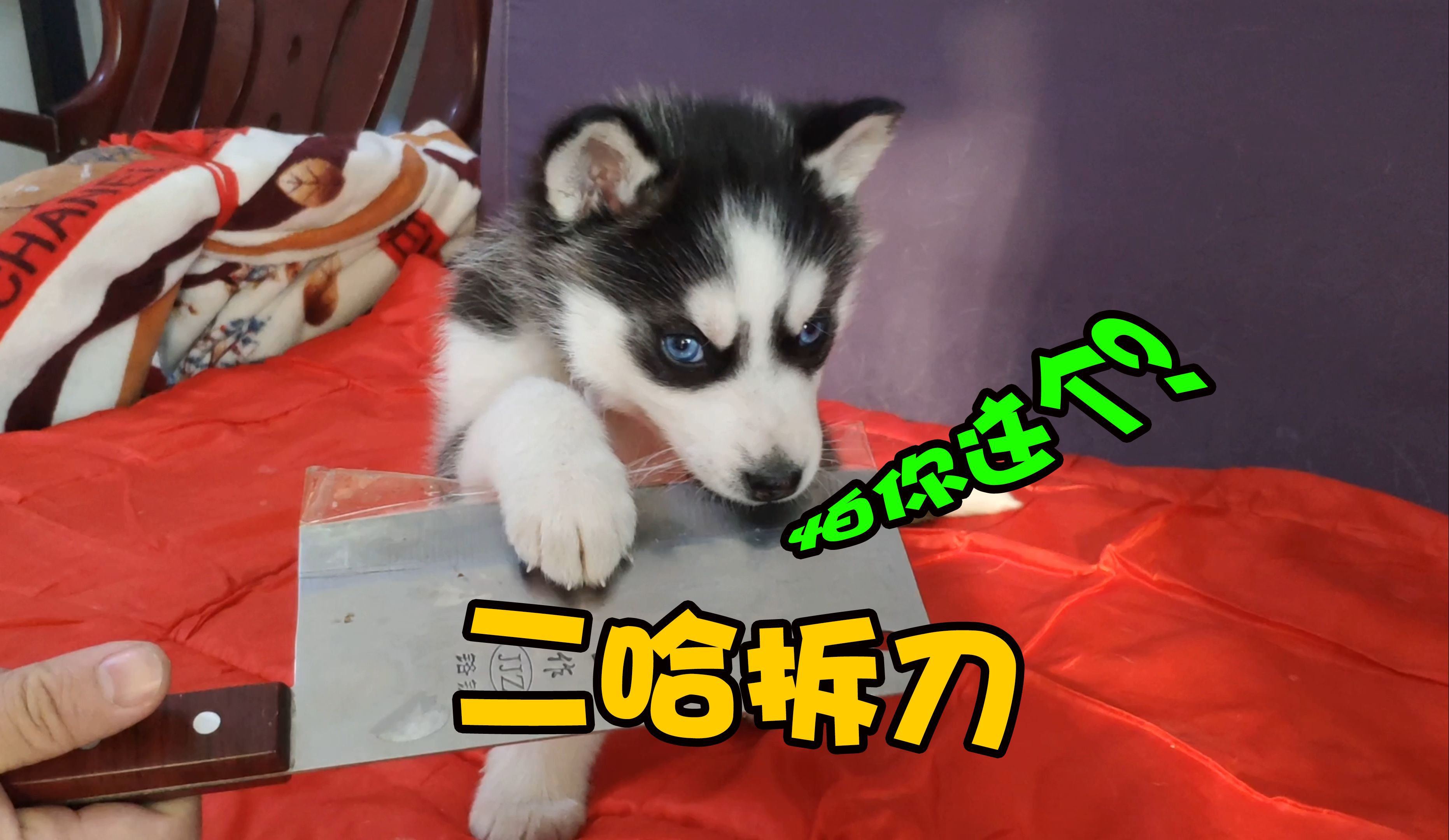 拆家的狗叫什么名字拆家之谜，探索背后的原因与应对策略-第1张图片