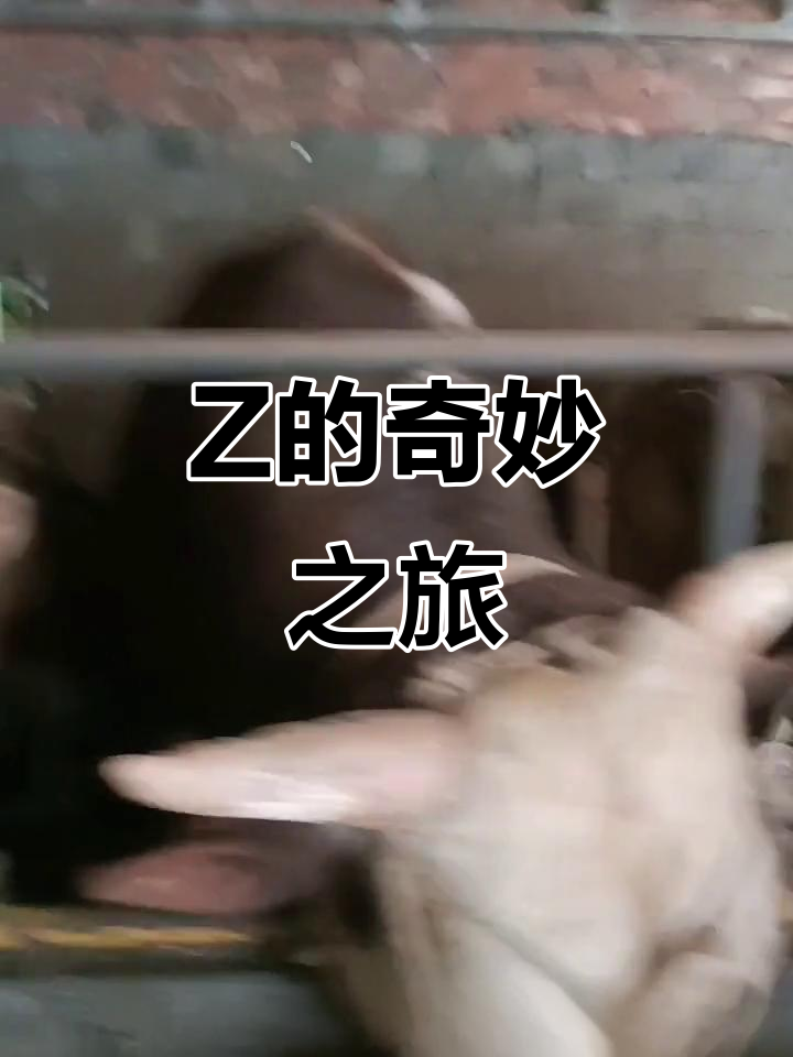 探索Japonensis的多元魅力，从Java到HBB的奇妙旅程-第1张图片