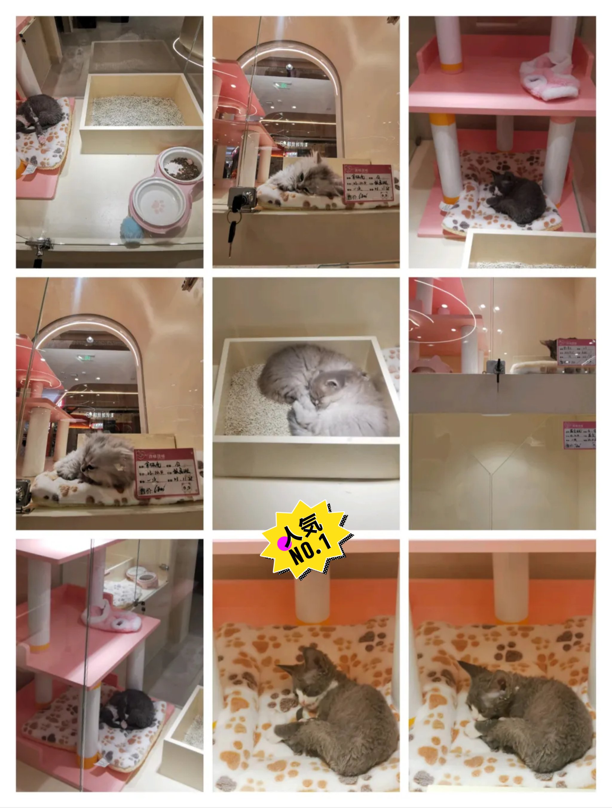 猫咪视频软件在线看片探索猫咪世界，在线看片，尽享猫咪视频软件乐趣-第1张图片
