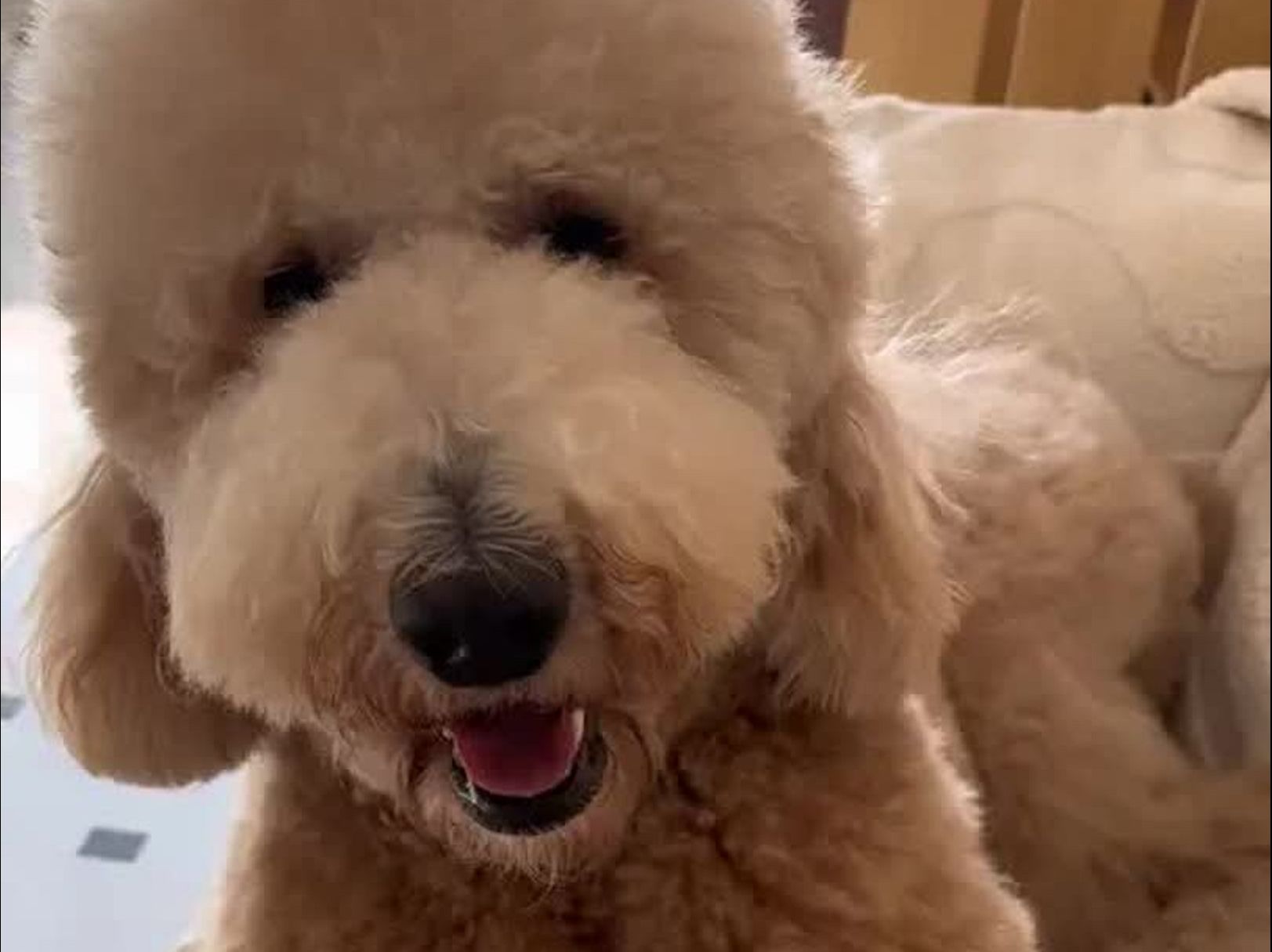 狗狗的又大又烫的体验