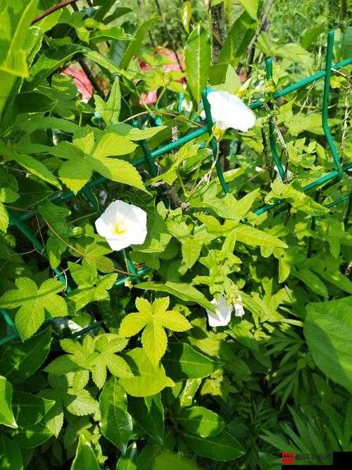 野花视频免费观看在线播放8高清资源野花视频在线免费观看，探索自然之美-第1张图片